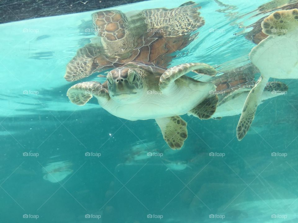 Underwater, Swimming, Water, Ocean, Fish