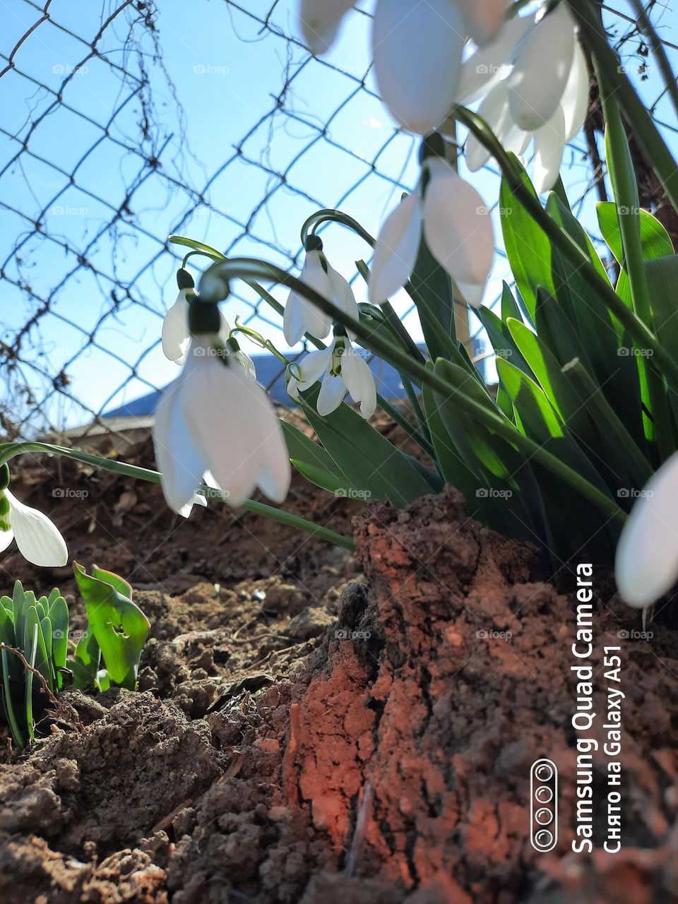 #подснежники #весна #белые цаеты #красота вокруг #природа #красиво