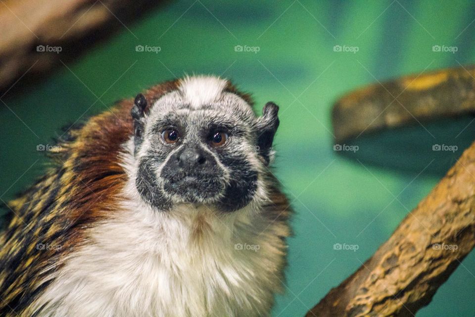 Lemur 