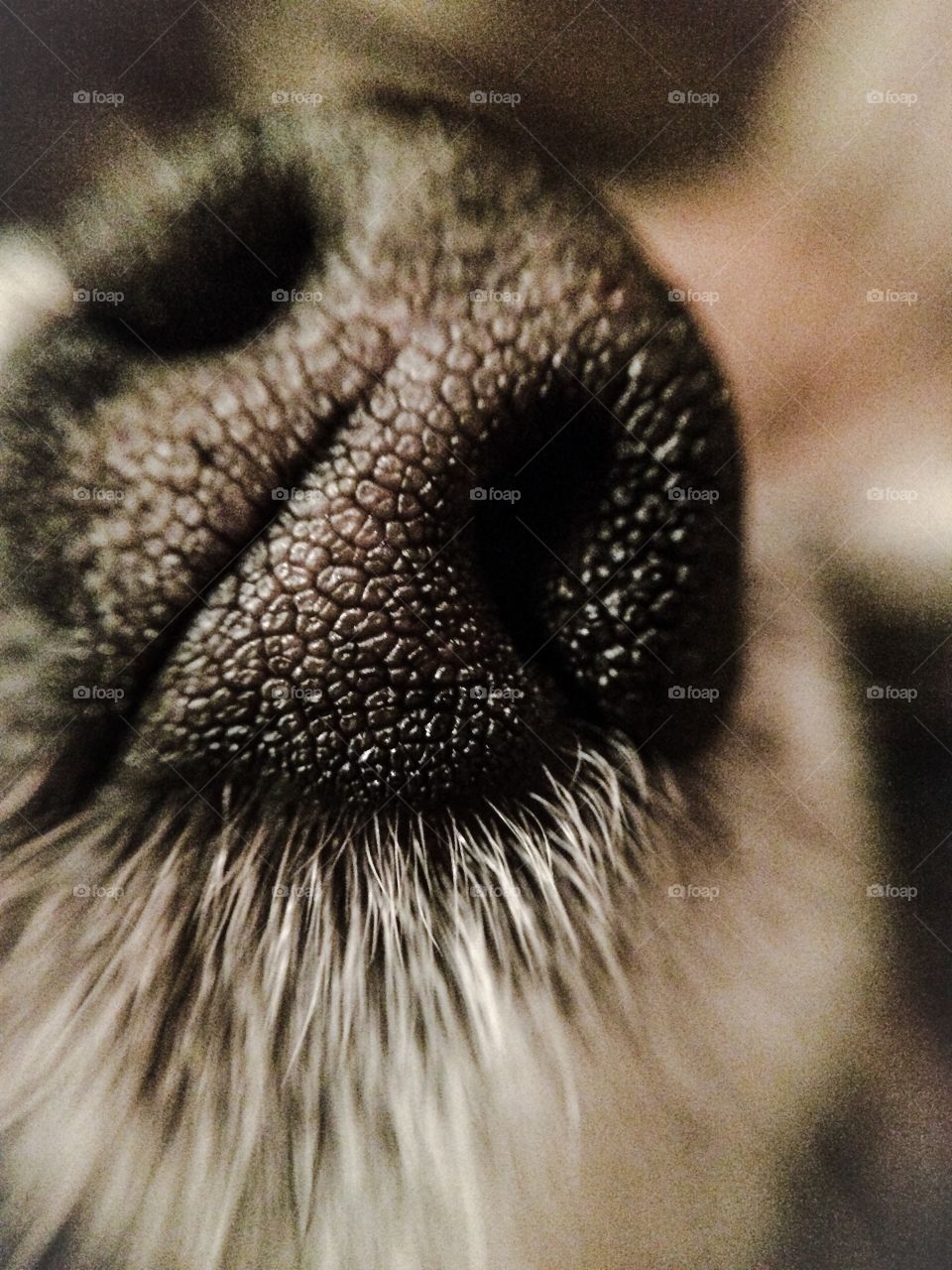 Dog's nose. The most powerful smeller in the world. 