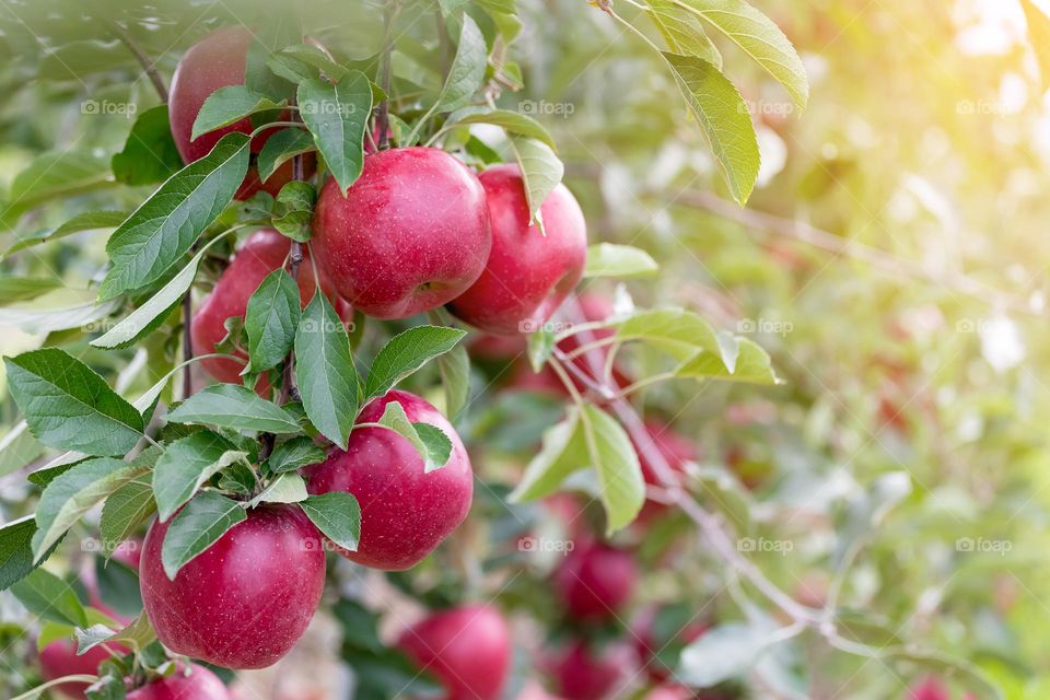 Organic juicy apples on the tree branch, harvest season