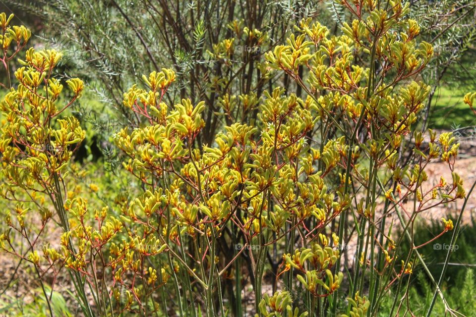 Kangaroo Paw