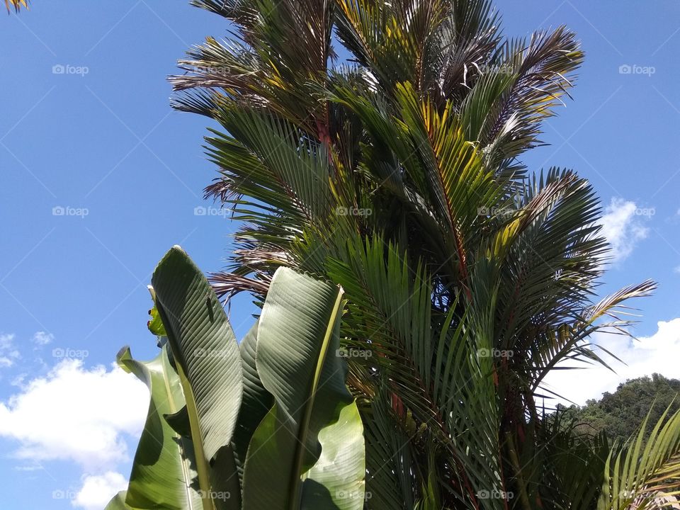 palm tree and the blue sky