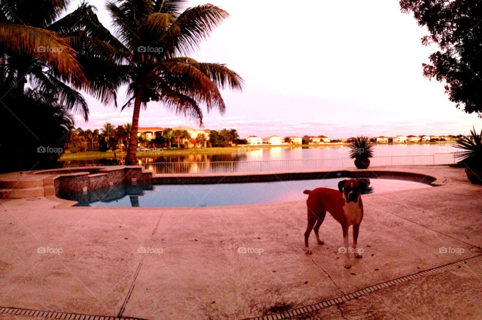 dog lake house pool by jmsilva59