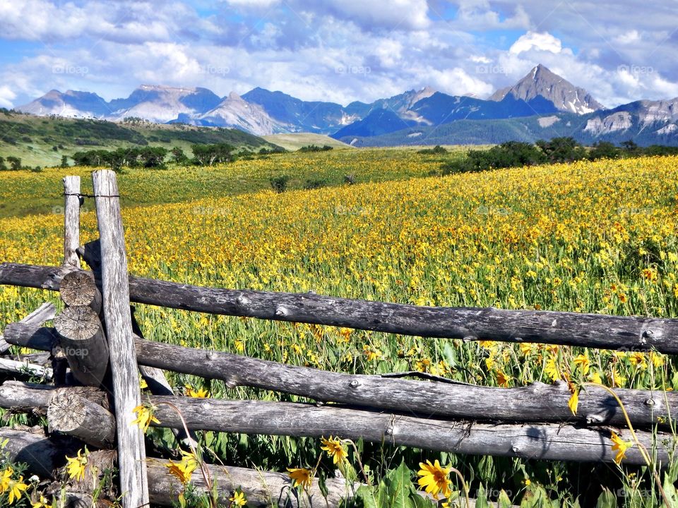 Landscape of fenced wildflower meadow in Colorado