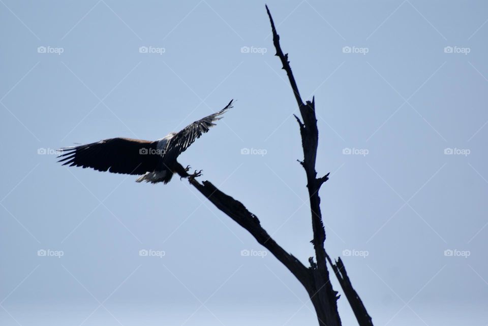 Fishing eagle landing 