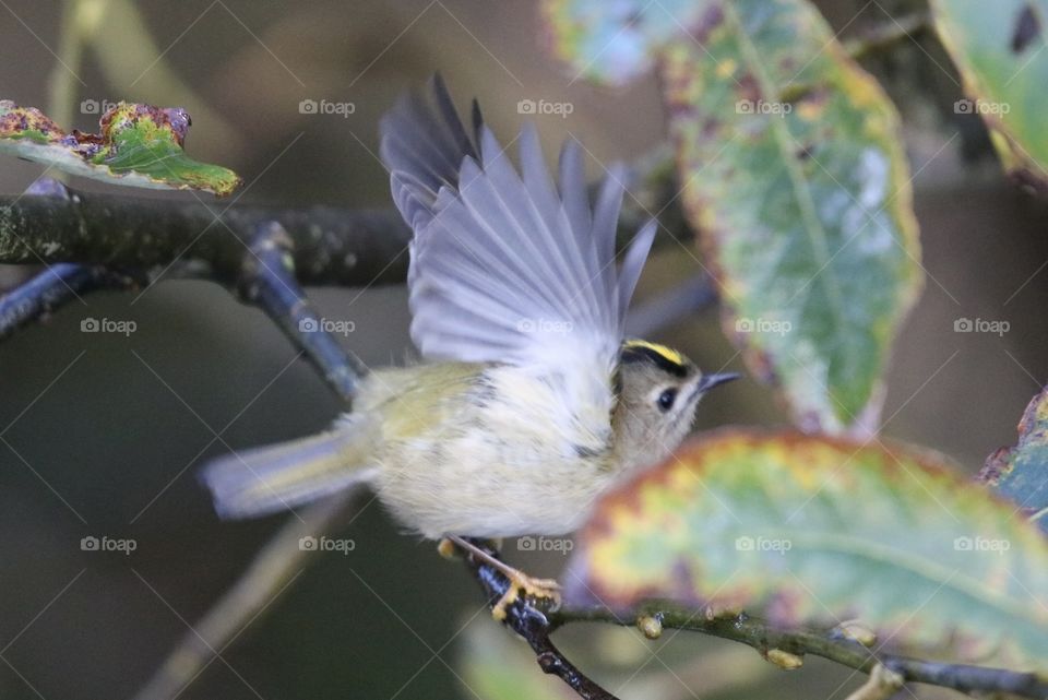 Goldcrest 