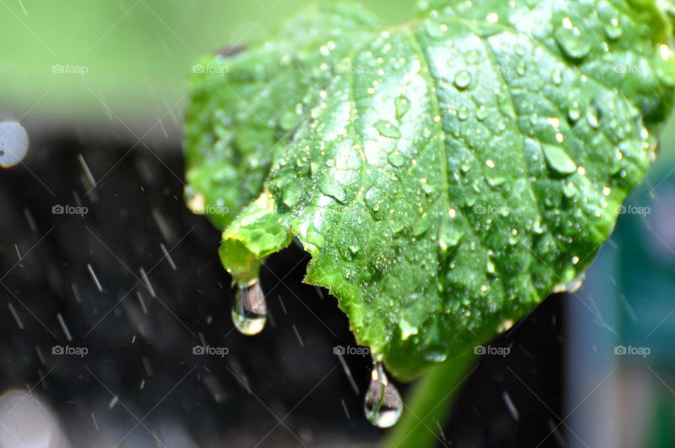 Watering plants