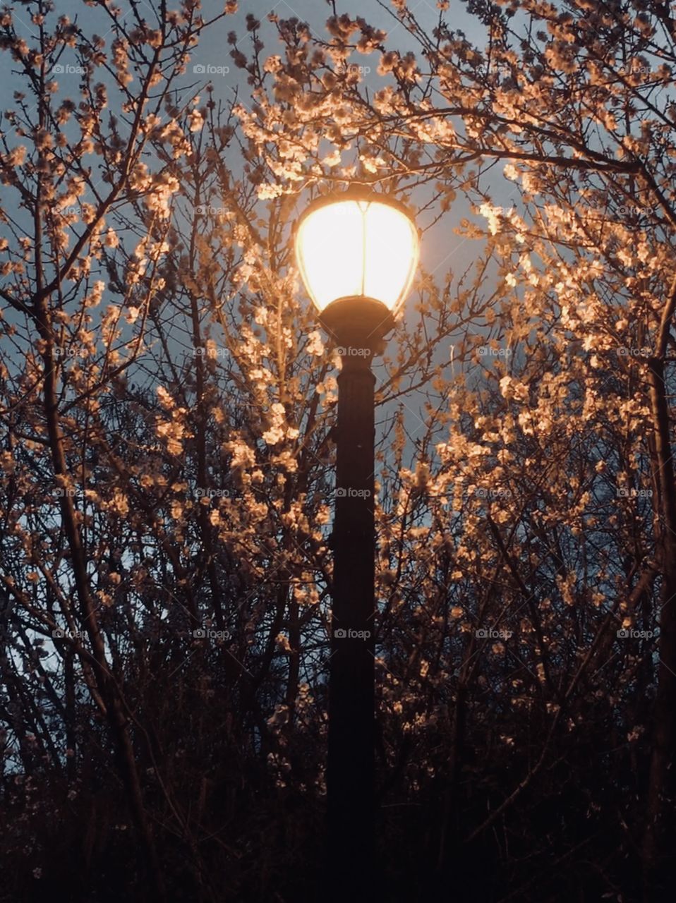 When the Street Lamps come on at Dusk