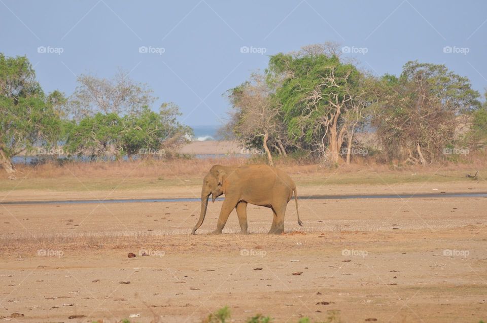 elephant