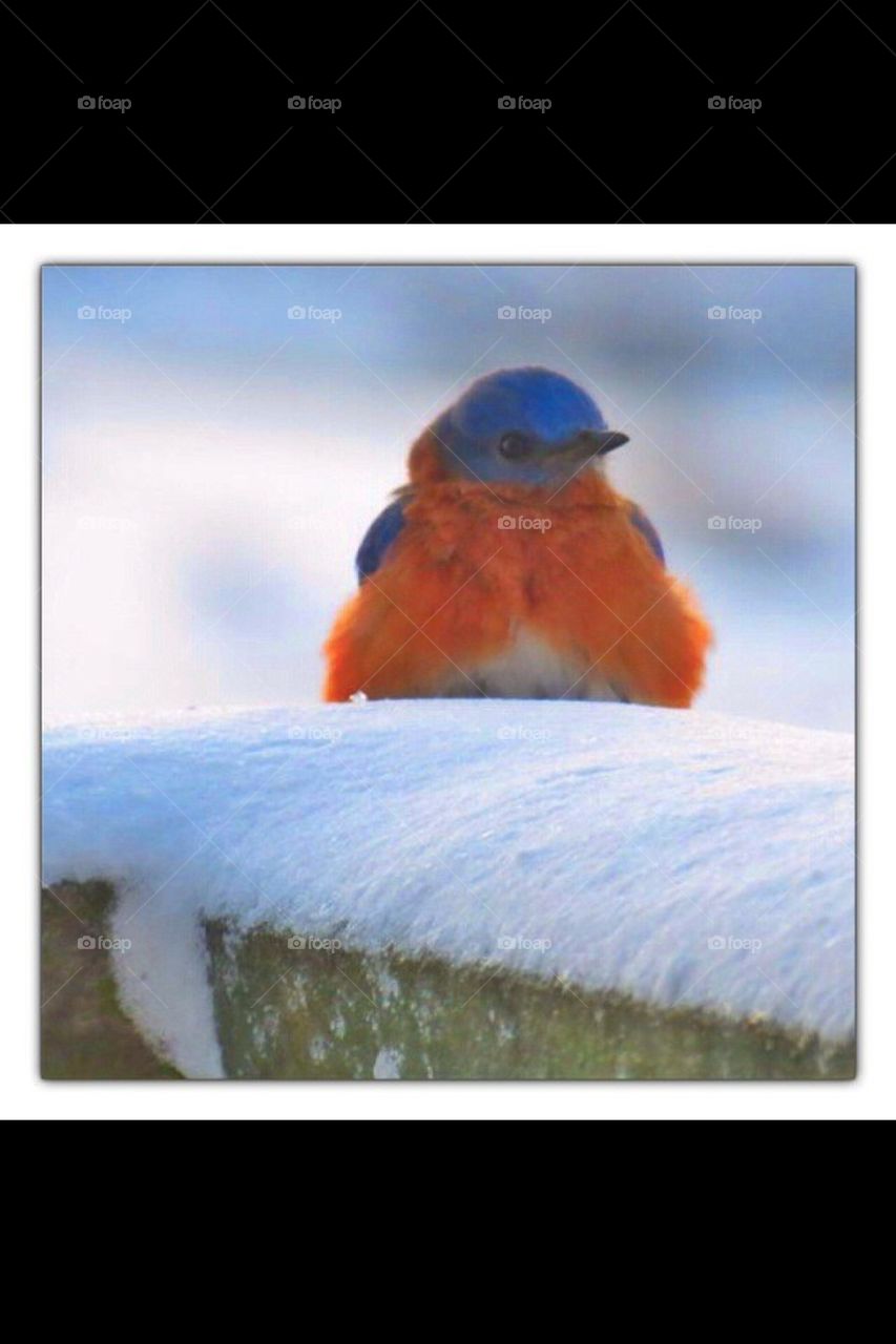 Eastern Blue Bird