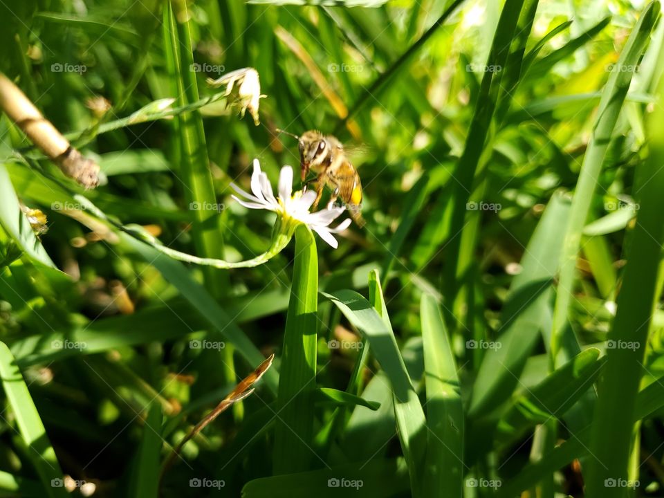 Bee pollinating a wild daisy in the grass close to the ground