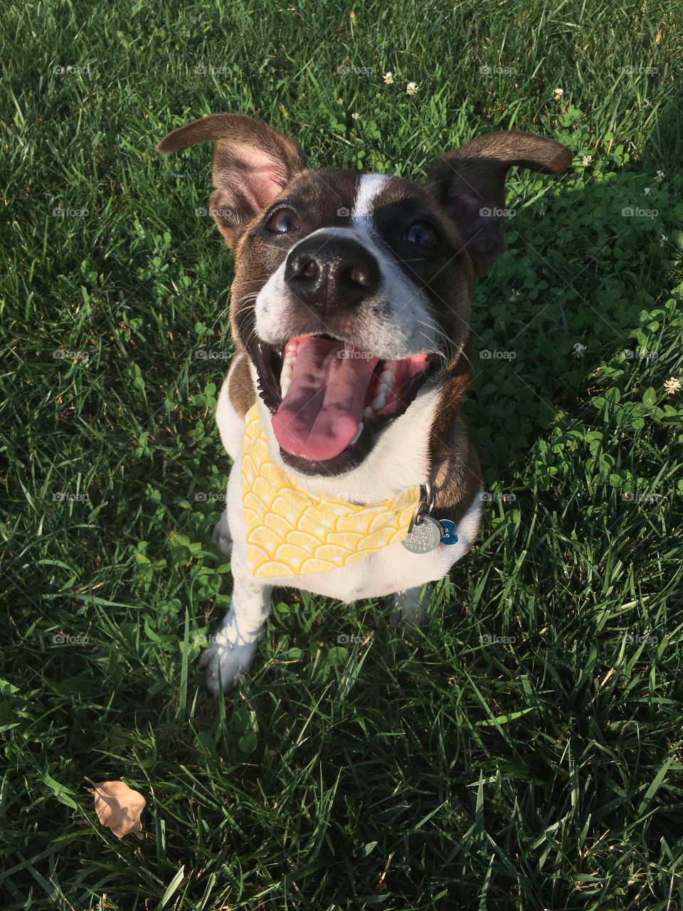 Toby, my dog, wearing a lemon pattern bandana (sold by DapperDogDesignsCo on Etsy) in my yard