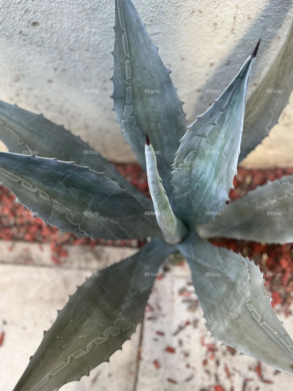 Green hard leaves with small cactus like spikes on edges