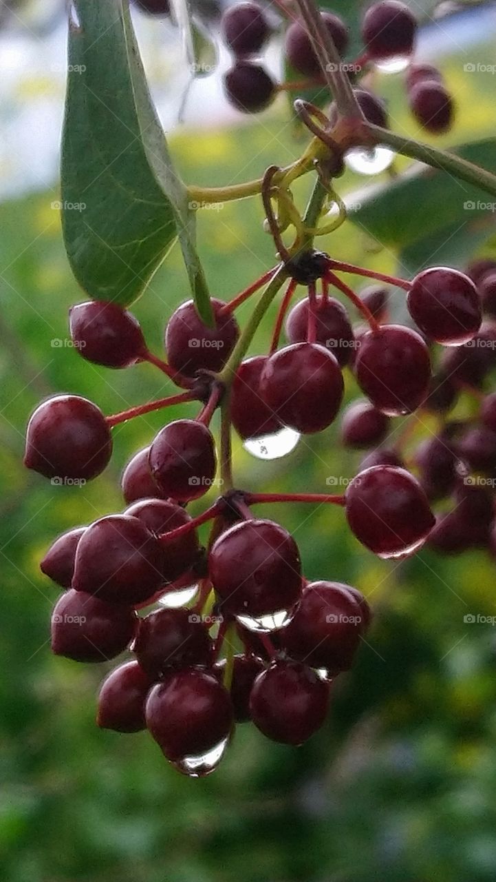 Nature in the morning