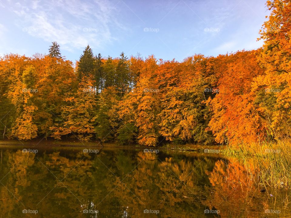 Fall, Leaf, No Person, Tree, Wood