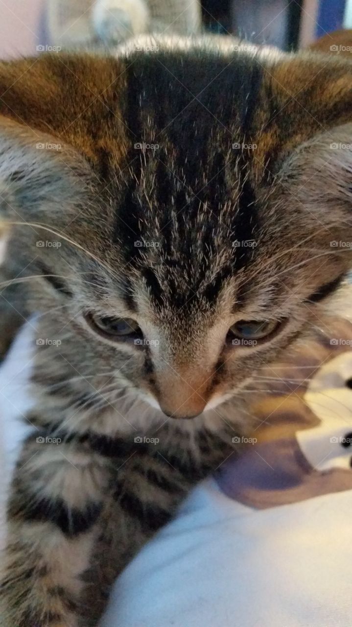kitten love