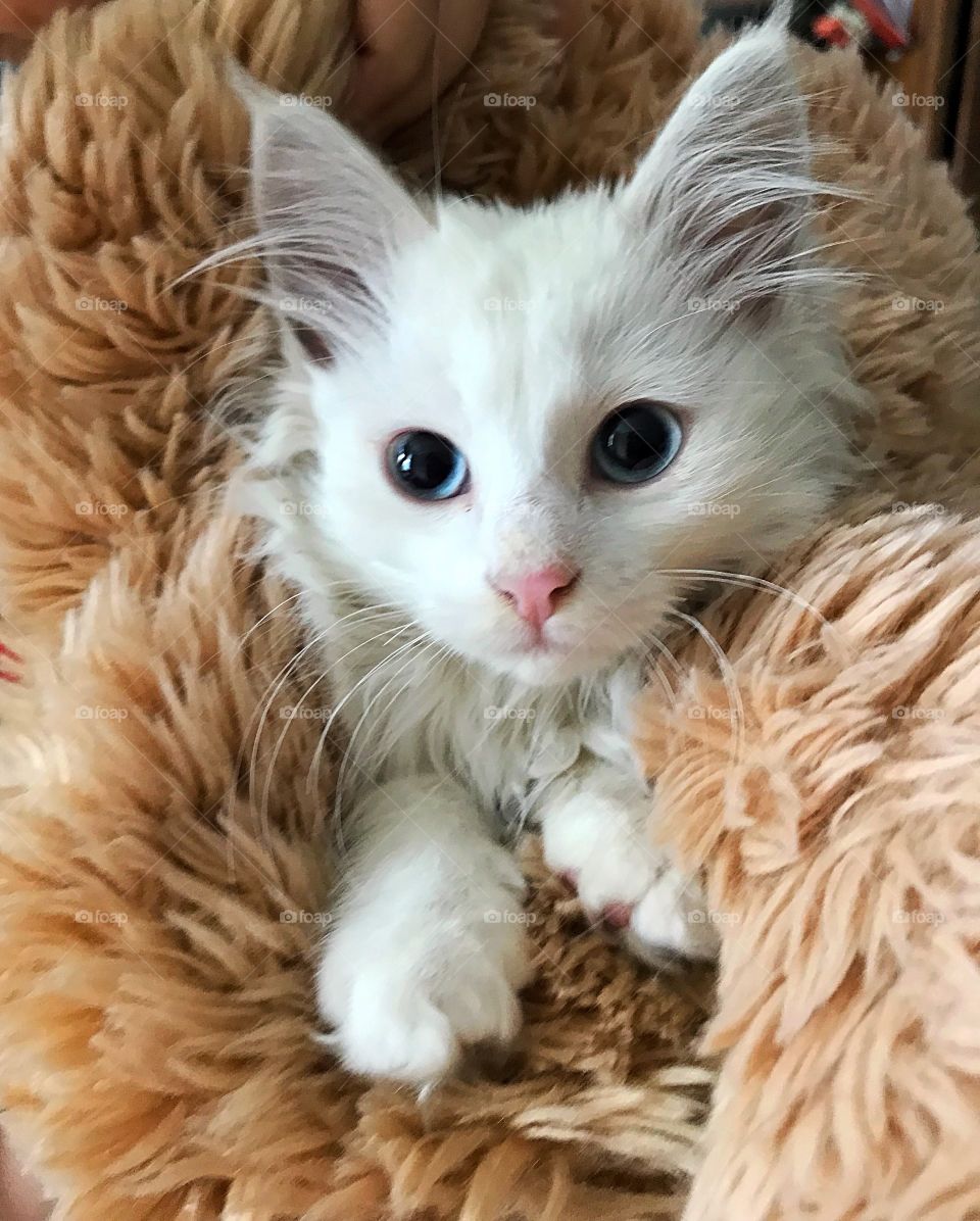 White cat with blue eyes 