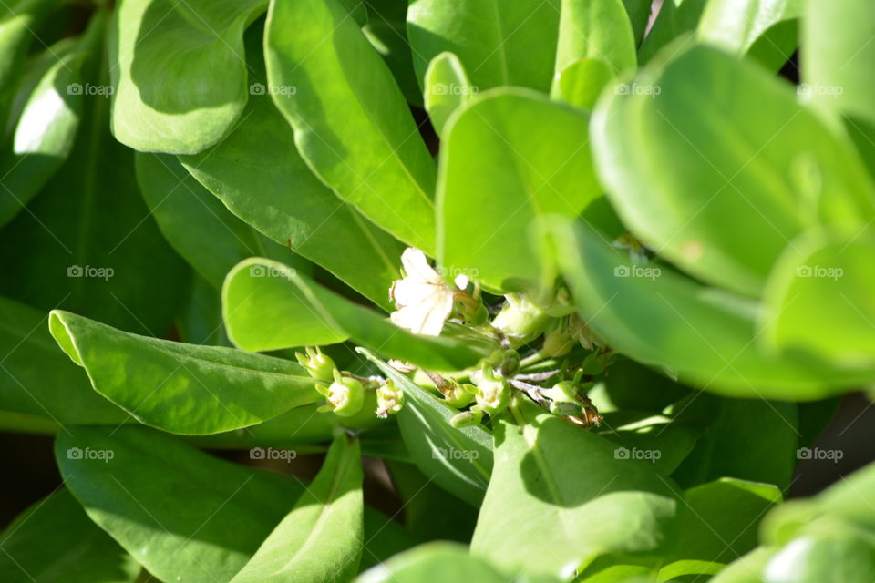 Tiny flower peeking through leaves 