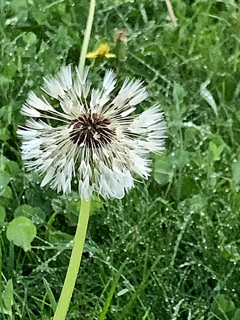 Dandelion 