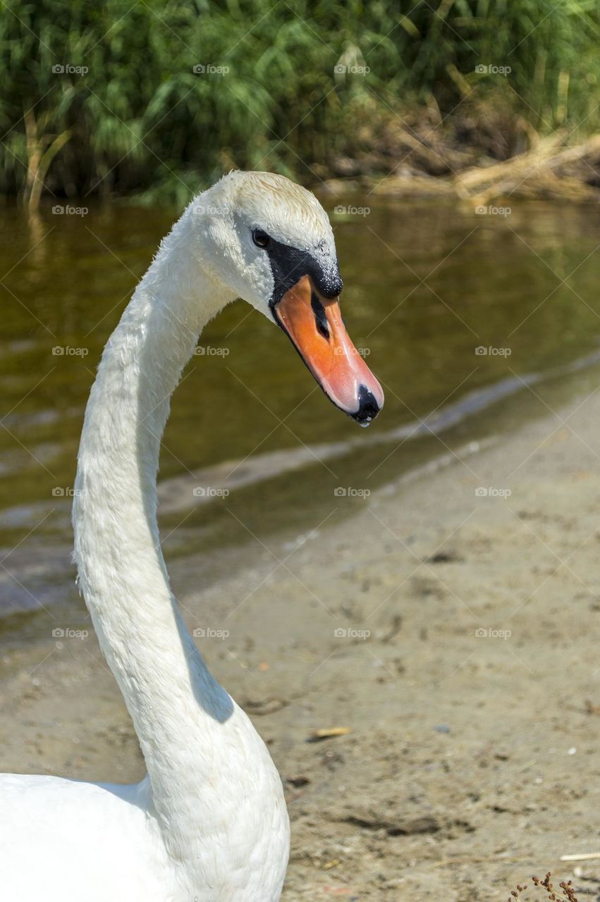 Portrait of swan