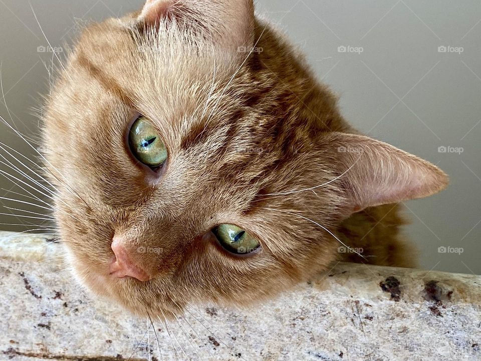 A cat relaxing on the kitchen counter
