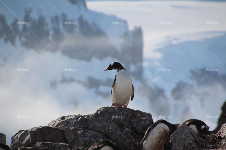 Antarctic Penguins 