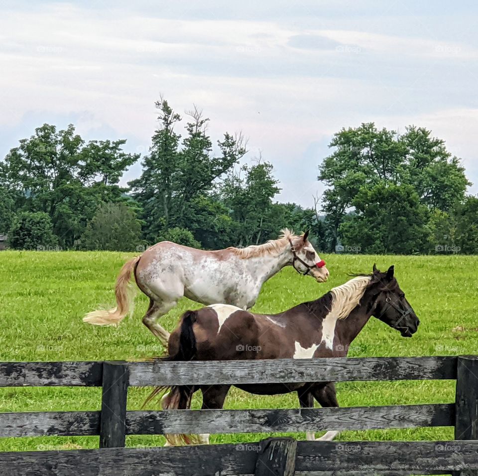 Kentucky horses