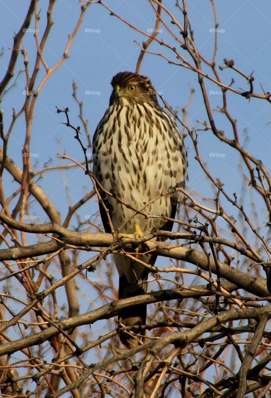 Cooper's Hawk in a Tree