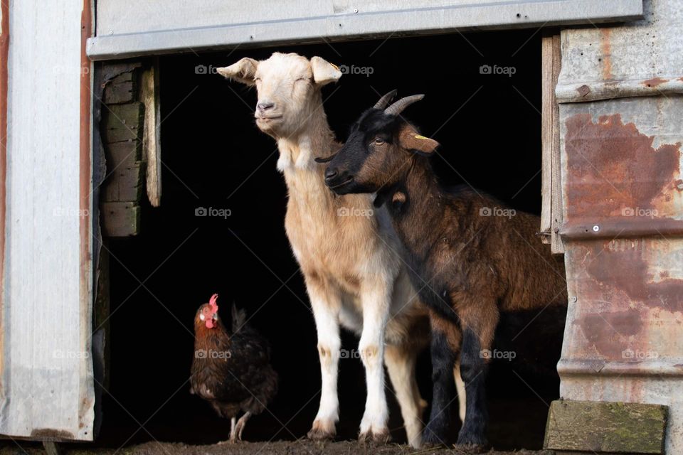 Ziegen und Huhn