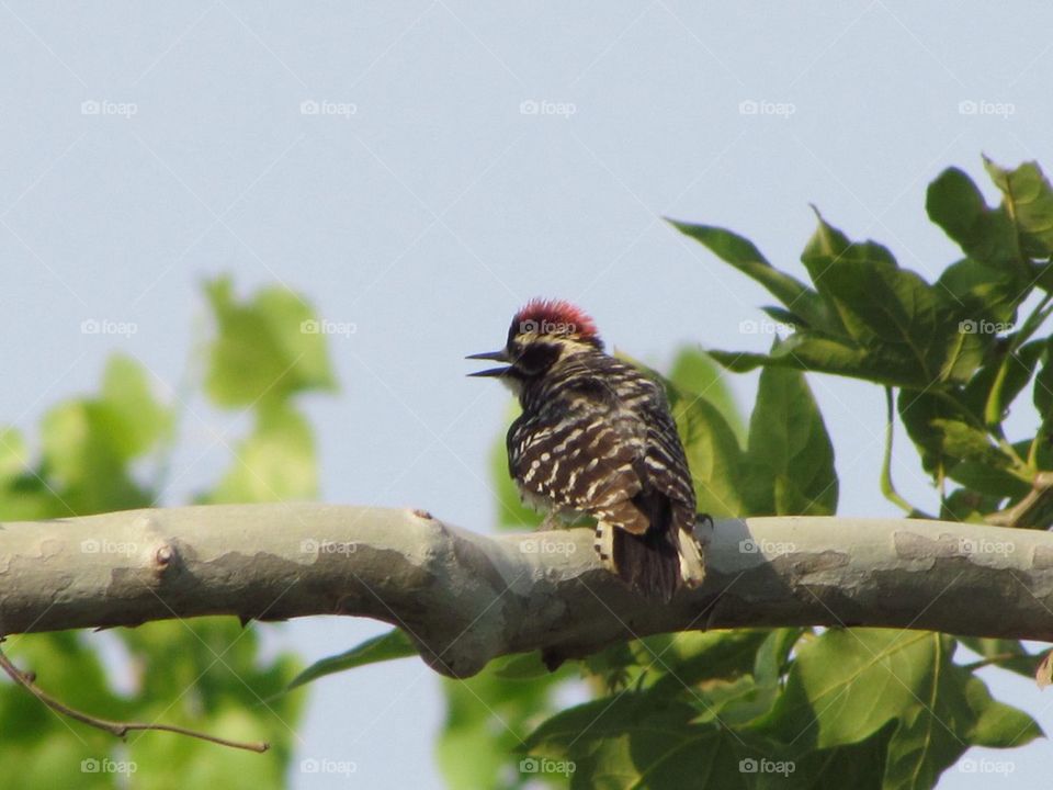 Mohawk Woodpecker