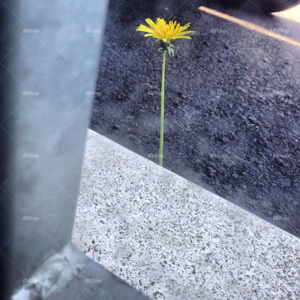 Flower in the street