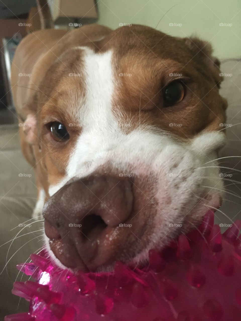 Adorable red nose pitbull playing ball