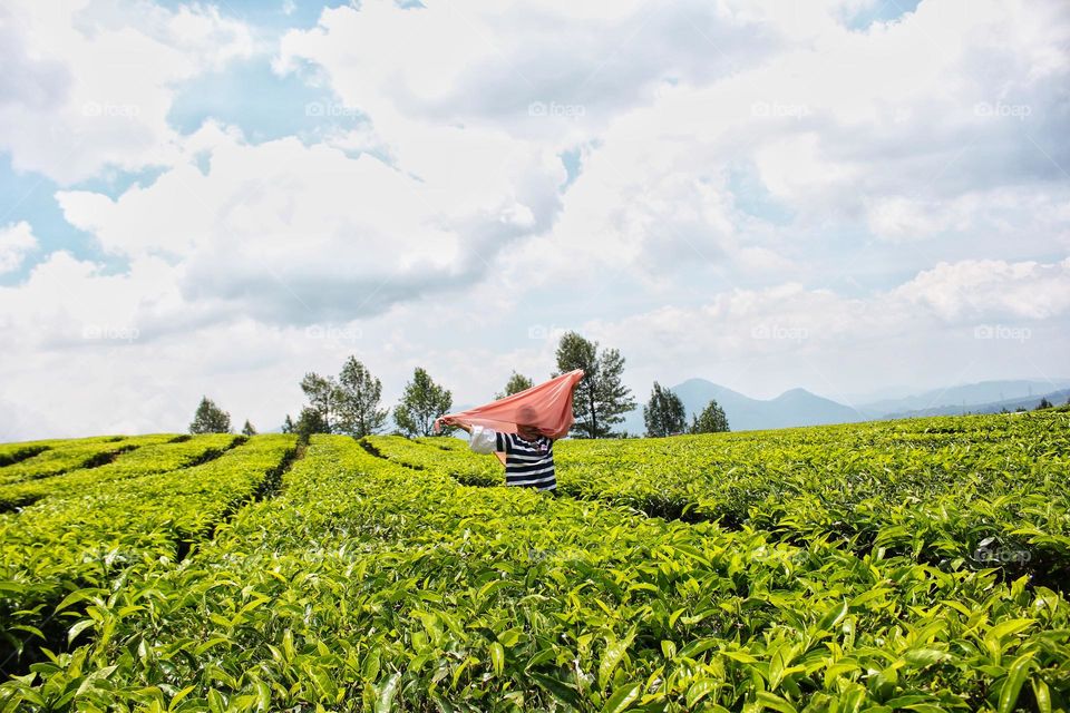 beautiful view in tea plantation