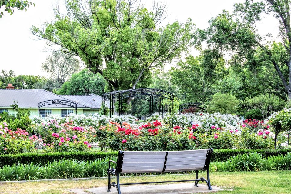 Rose Garden