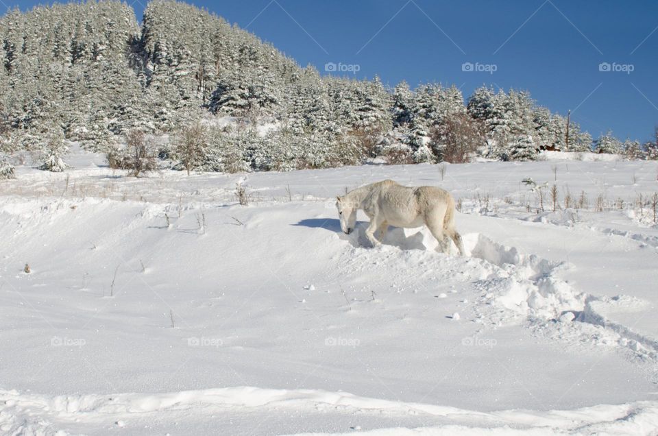 White Horse in the Snow