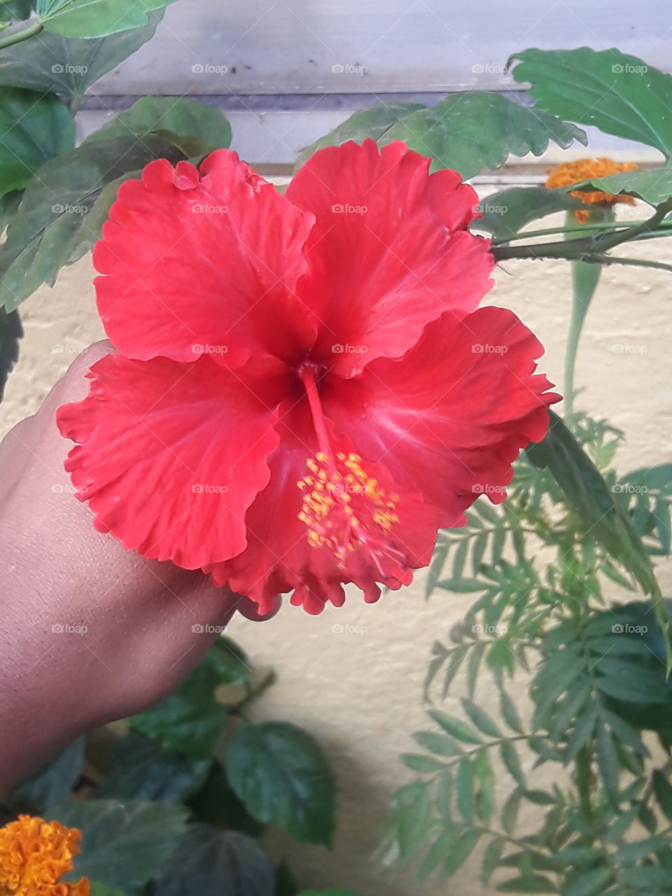 beautiful hibiscus flowers