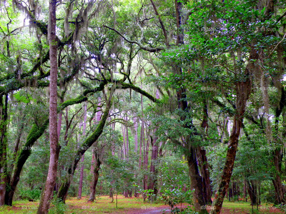 Mossy Forest. Nature trail on Hilton Head Island, South Carolina