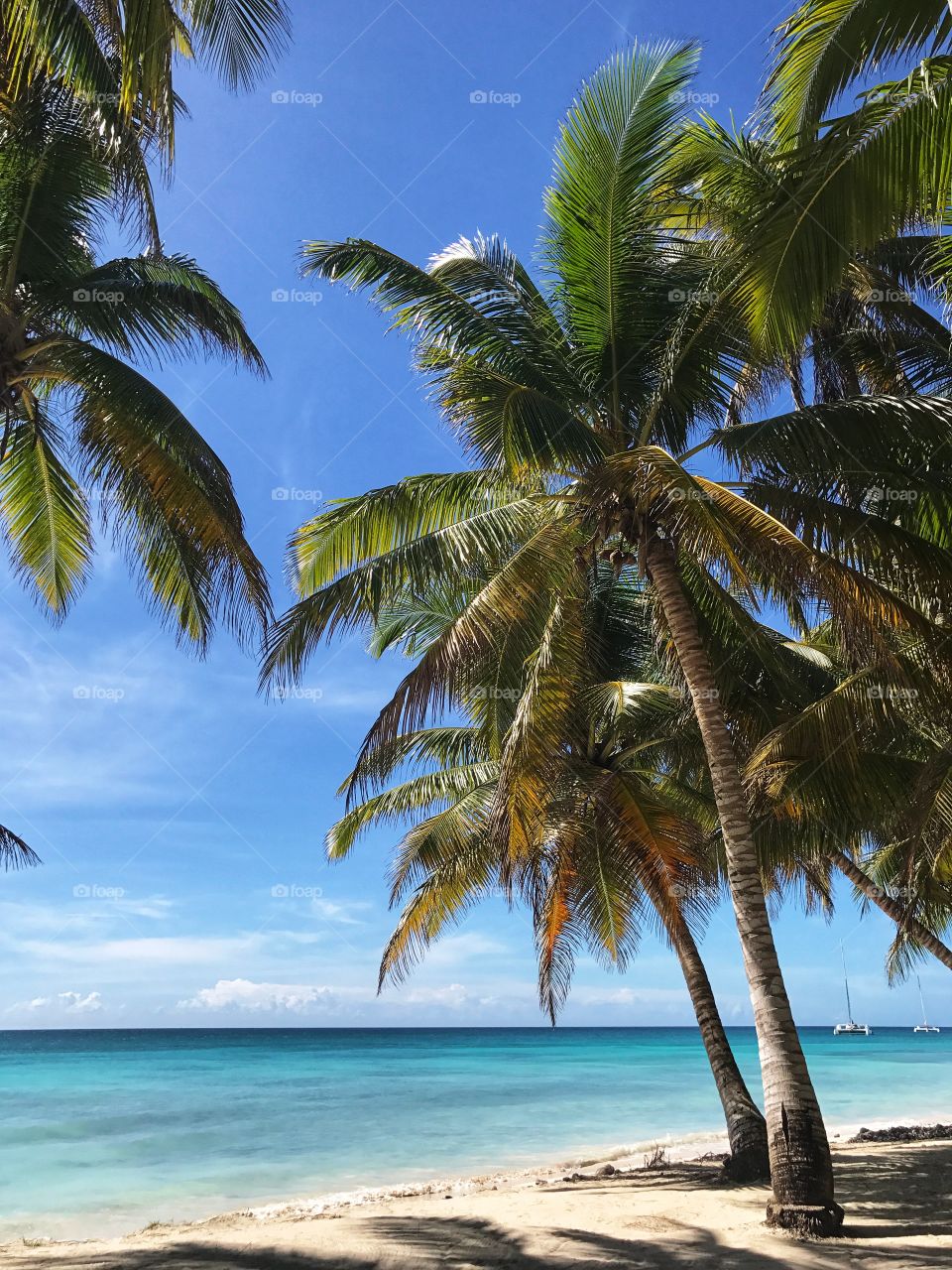 Summer palm trees. Coconut