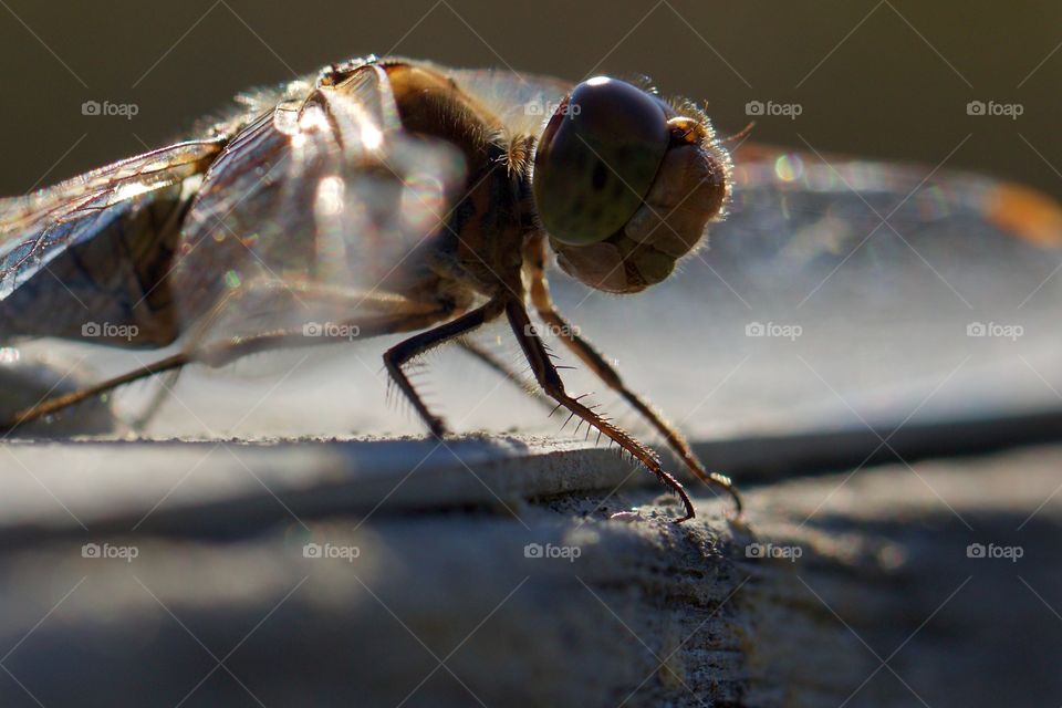 Close-Up of a dragonfly