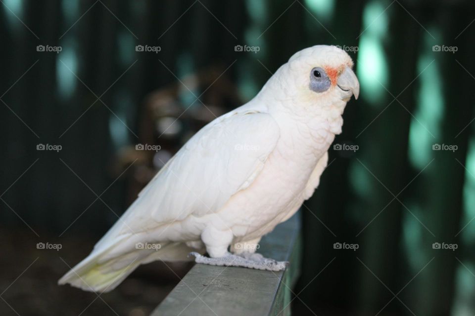 Beady, mischievous eyes, a little corella staring at you curiously, about to charge