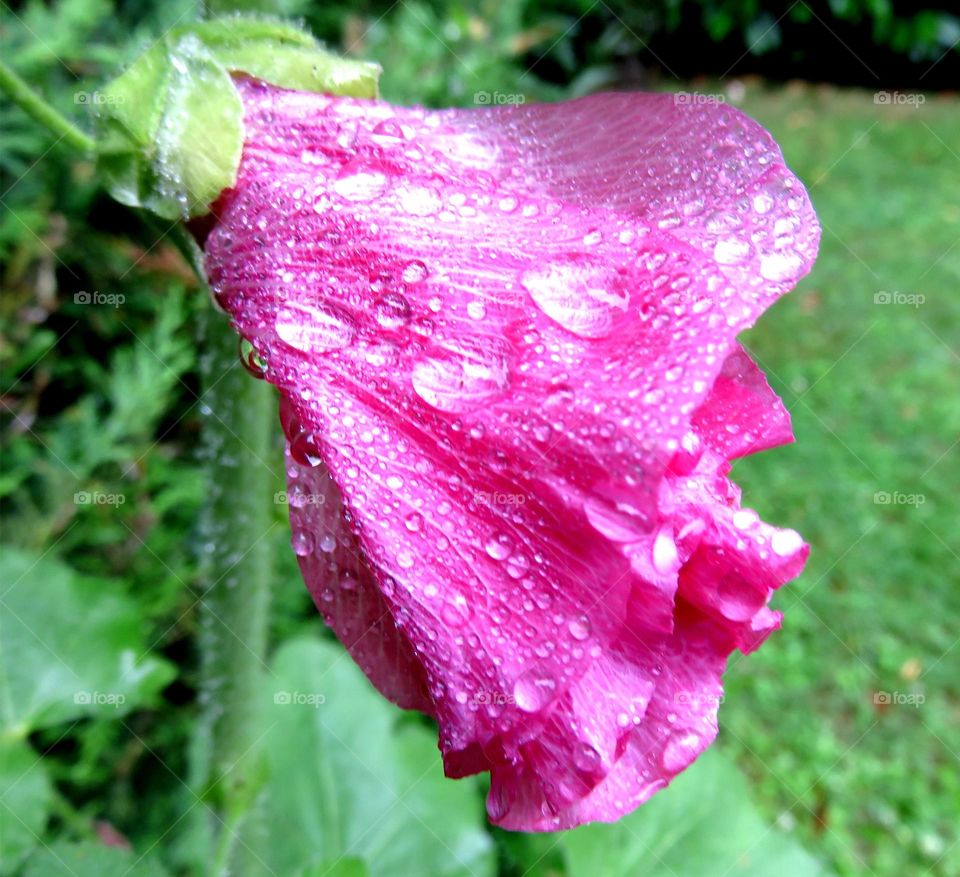 flower in the rain