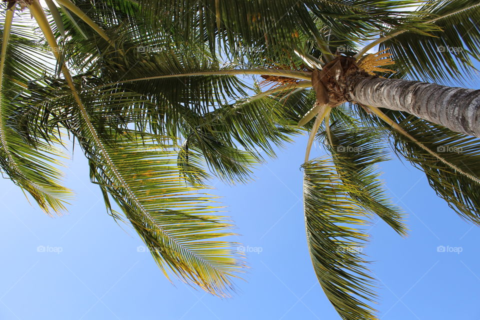 caribbean palms