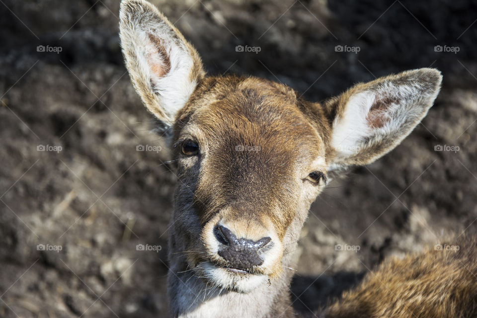 fawn looking straight at camera