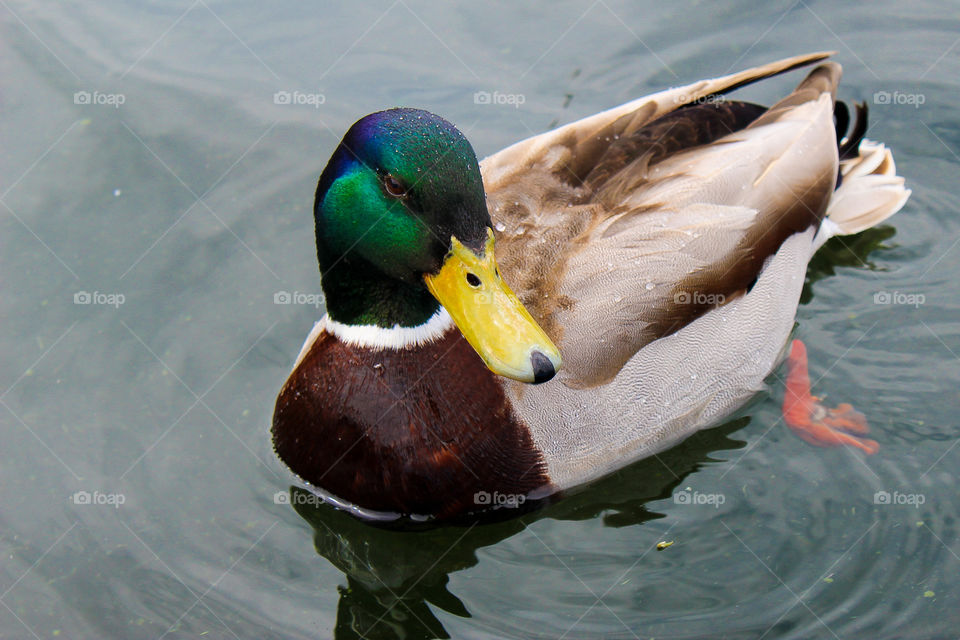 Close up of mallard