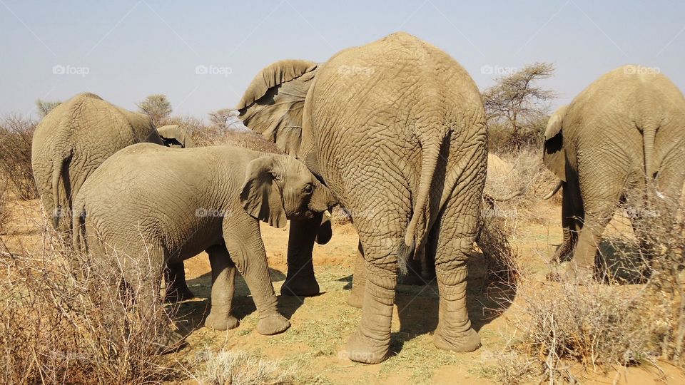 Baby Elephant drinking from its Mother