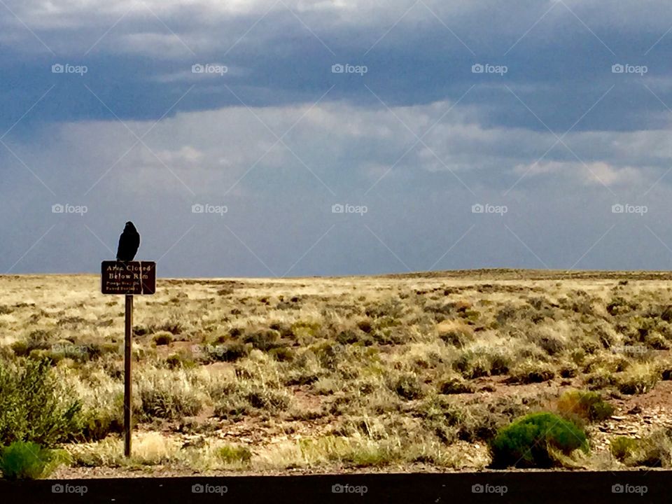 Bird on a desert sign 