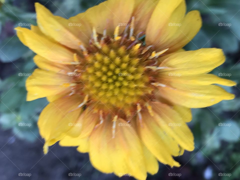 Yellow daisy