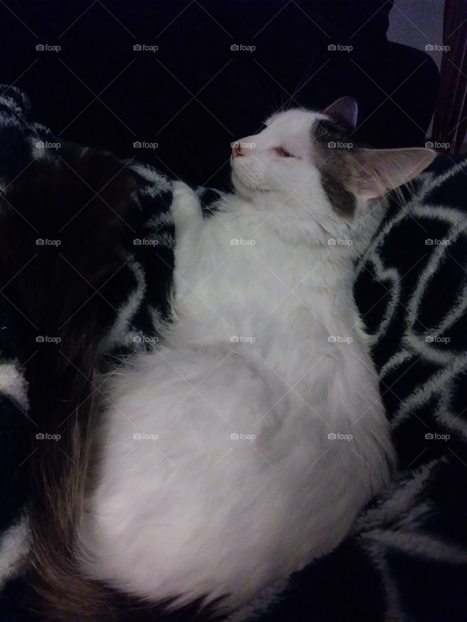 Cute white cat named Cloud resting on a lap