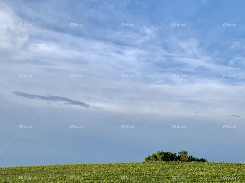 Minimalistic view of a farmland landscape of a bean field with leafy trees on the distant horizon in mid-summer